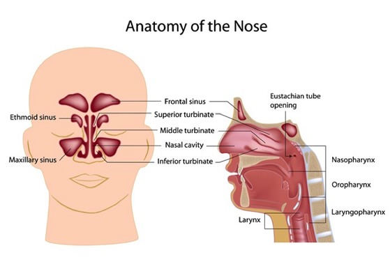 Sinus Anatomy